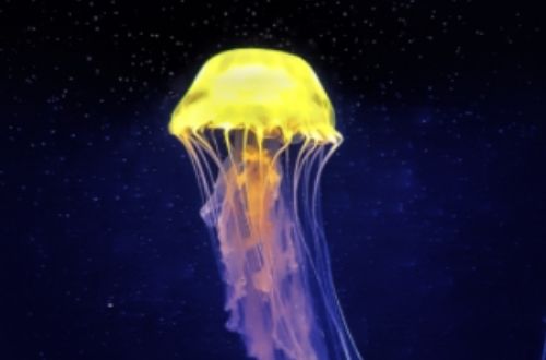 Qué son las medusas