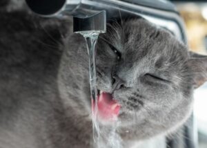 Cómo Saber si mi Gato Esta Deshidratado