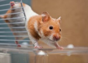 Curiosidades de los Hamsters