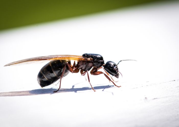 Hormigas Voladoras en Casa Significado