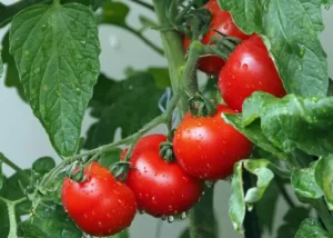 El Tomate Qué es una Fruta o una Hortaliza