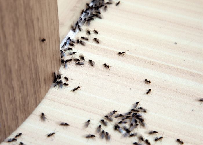 Qué Significa las Hormigas en la Casa