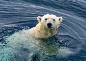 Alimentos del oso polar
