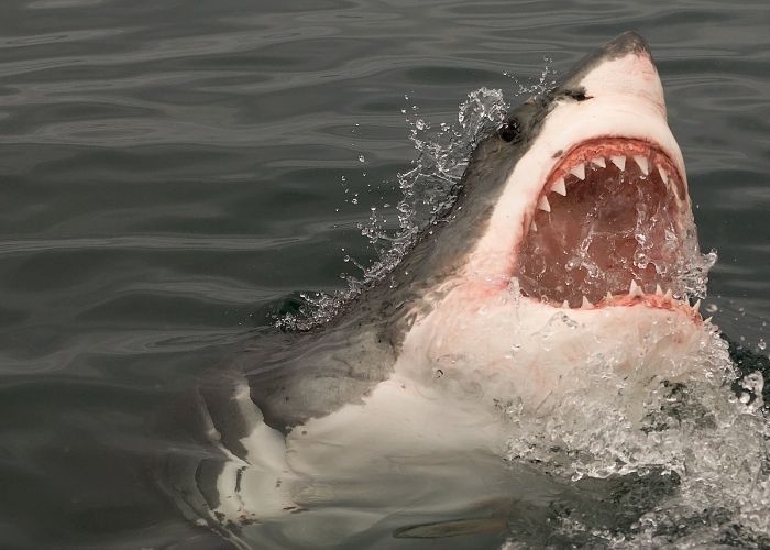 Cuantos dientes tiene el tiburón blanco