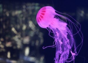 Por donde respiran las medusas