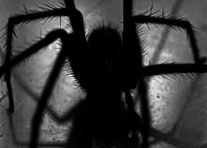 Origenes del significado esoterico de las arañas