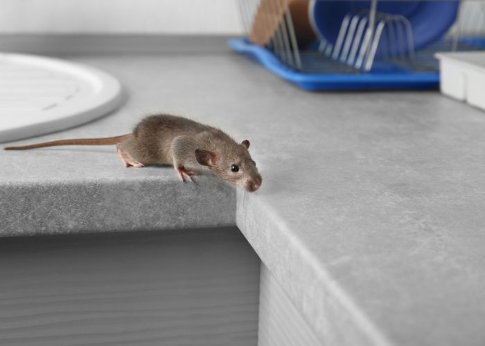 El simbolismo de los ratones
