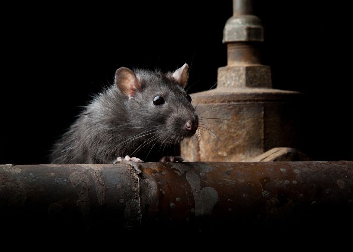 Ratones en la brujería