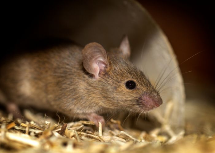 Significado de los ratones en casa